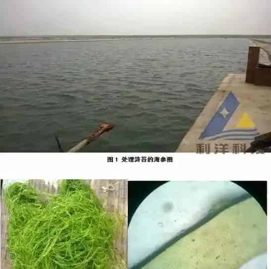 海参圈菌类控制青苔一例