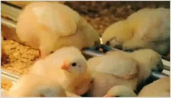 早春育雏鸡的饲养管理 | 农业养殖科普