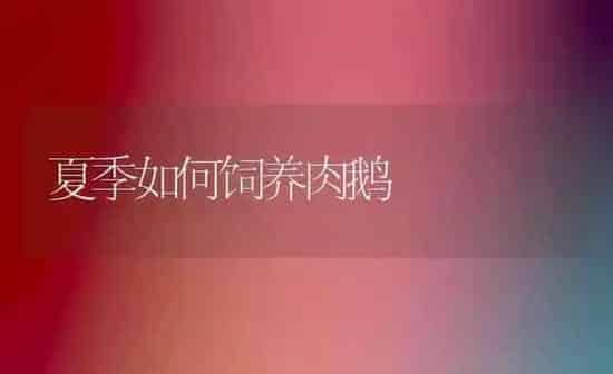 夏季如何饲养肉鹅 | 家禽养殖