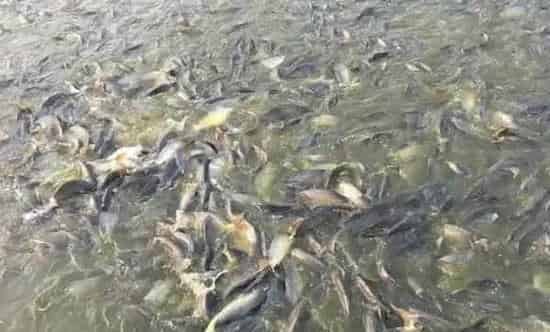 天气多变，养鱼户如何解决池塘鱼儿采食量下降的问题
