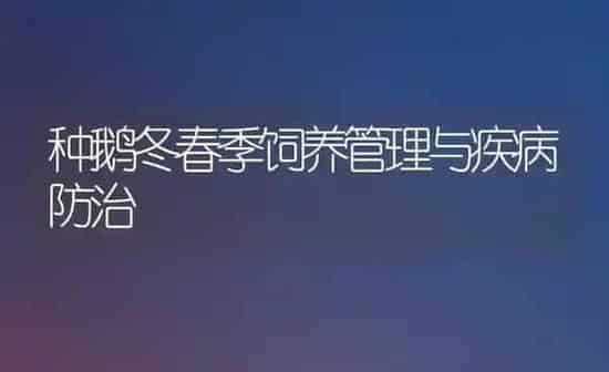 种鹅冬春季饲养管理与疾病防治 | 家禽养殖