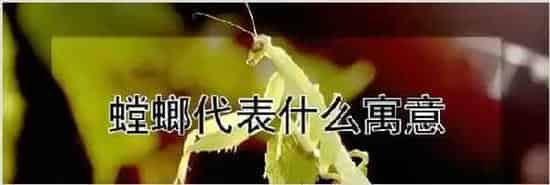 螳螂代表什么寓意 | 养殖动物技术