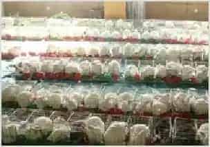 中国獭兔产业发展尤为迅猛 | 动物养殖资料