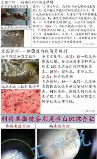 秋季南美白对虾养殖须防白斑病