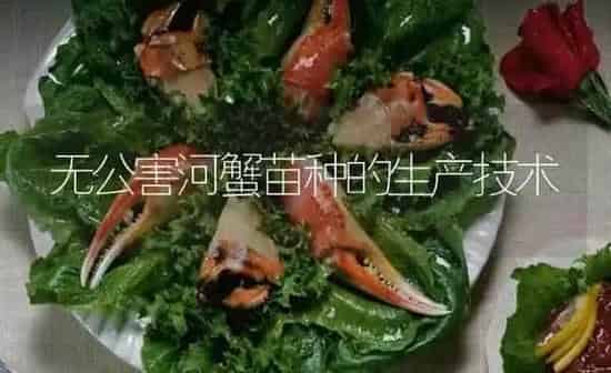 无公害河蟹苗种的生产技术 | 淡水养殖