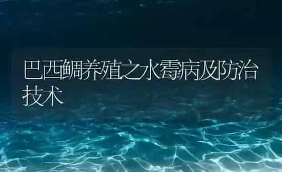 巴西鲷养殖之水霉病及防治技术 | 海水养殖