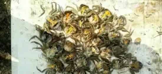 又到了河蟹养殖用药事故频发的时间段，问题出在哪儿？