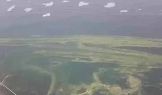 水产养殖户如何有效防治青苔？