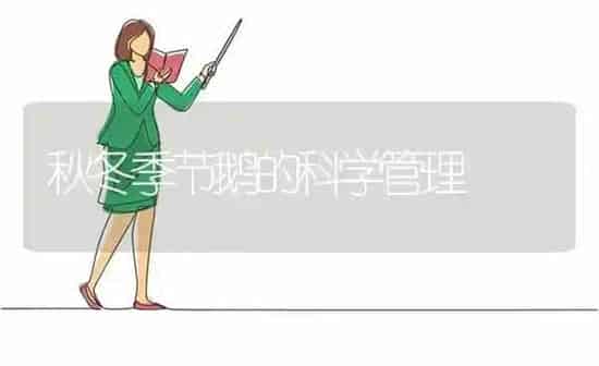 秋冬季节鹅的科学管理 | 家禽养殖