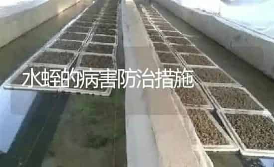 水蛭的病害防治措施 | 特种养殖