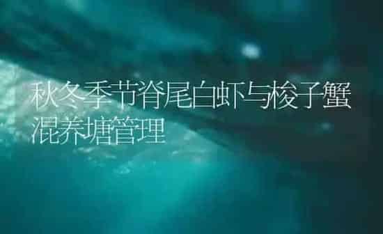 秋冬季节脊尾白虾与梭子蟹混养塘管理 | 海水养殖