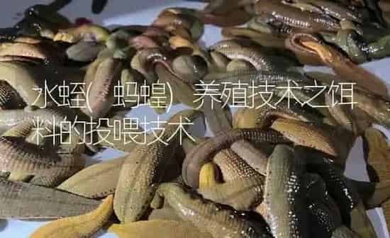 水蛭(蚂蝗)养殖技术之饵料的投喂技术 | 特种养殖