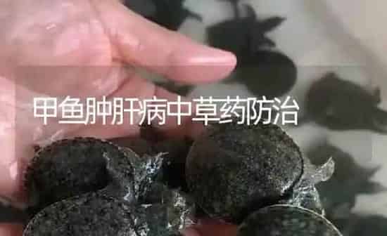 甲鱼肿肝病中草药防治 | 养殖病虫害防治