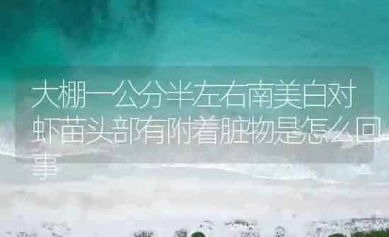 大棚一公分半左右南美白对虾苗头部有附着脏物是怎么回事 | 海水养殖