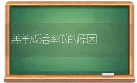 羔羊成活率低的原因 | 家畜养殖