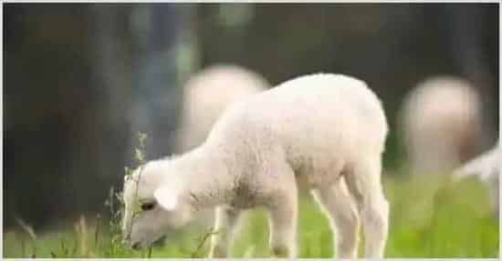羔羊人工哺乳方法技巧分析 | 动物养殖资料