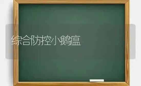 综合防控小鹅瘟 | 家禽养殖