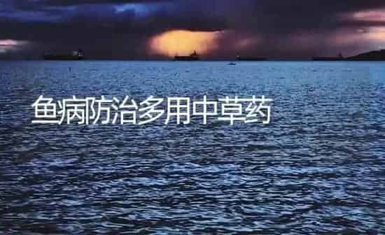 鱼病防治多用中草药 | 养殖病虫害防治