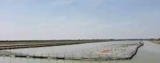 浅谈小龙虾塘口建设及种草
