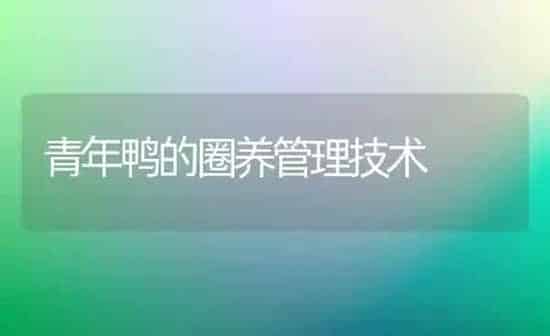青年鸭的圈养管理技术 | 家禽养殖