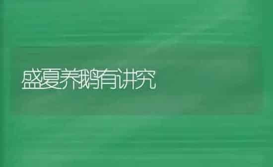 盛夏养鹅有讲究 | 家禽养殖