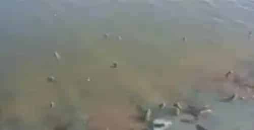 连续闷热低气压天气海参怎么受得了
