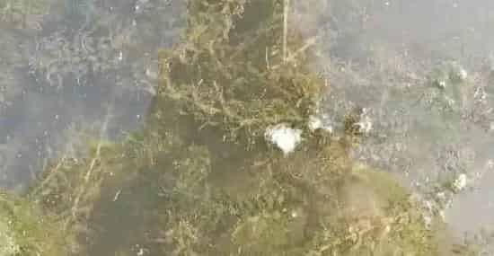 河蟹养殖户种植“轮叶黑藻”关键四点总结
