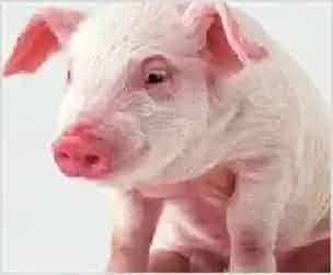 可乐焖猪肉 | 动物养殖资料