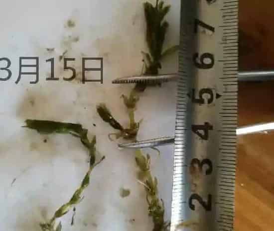 河蟹养殖户种植“轮叶黑藻”关键四点总结
