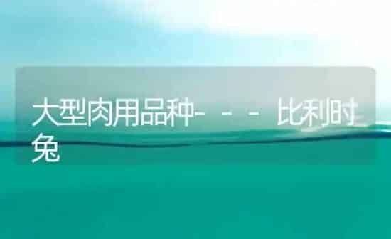 大型肉用品种---比利时兔 | 家畜养殖