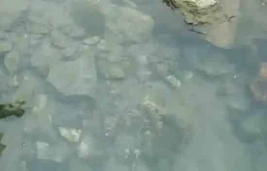 秋季海参出爬管理的三个技术要点