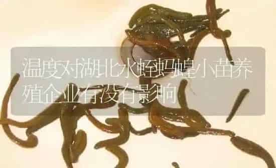 温度对湖北水蛭蚂蝗小苗养殖企业有没有影响 | 特种养殖
