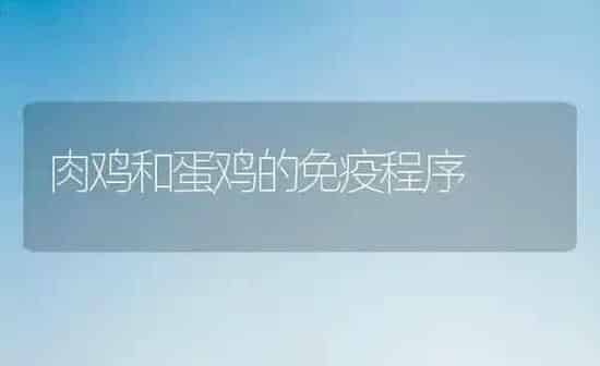肉鸡和蛋鸡的免疫程序 | 家禽养殖