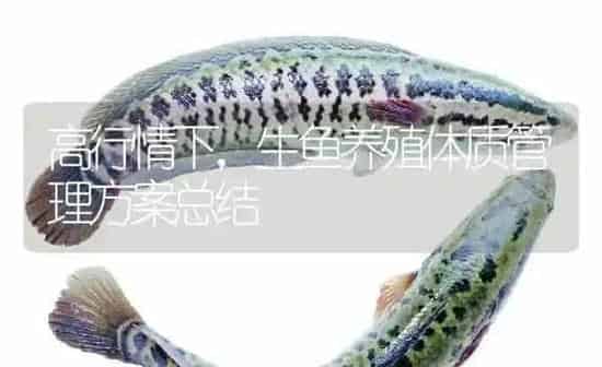高行情下，生鱼养殖体质管理方案总结 | 淡水养殖
