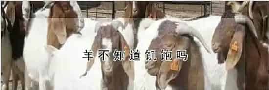 羊不知道饥饱吗 | 动物饲养方法