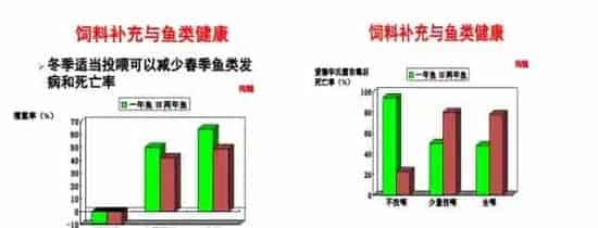 水产养殖后期饲料如何投喂更高效？