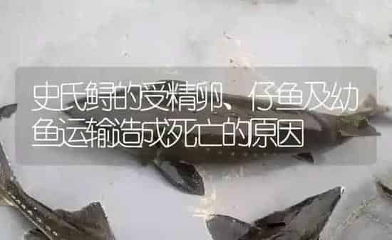 史氏鲟的受精卵、仔鱼及幼鱼运输造成死亡的原因 | 淡水养殖