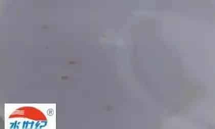 【一线分析】近期北方地区海参养殖问题剖析