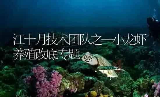 江十月技术团队之—小龙虾养殖改底专题 | 海水养殖