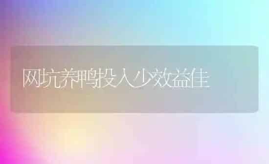 网坑养鸭投入少效益佳 | 家禽养殖