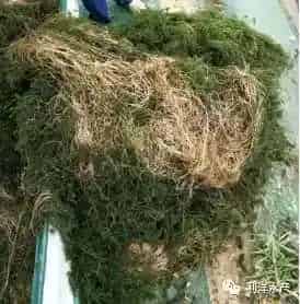 【技术分享】高温季节虾蟹养殖户如何保好伊乐藻