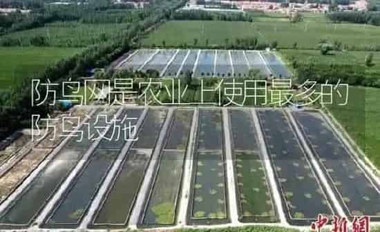 防鸟网是农业上使用最多的防鸟设施 | 特种养殖