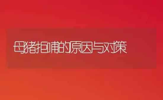 母猪拒哺的原因与对策 | 家畜养殖
