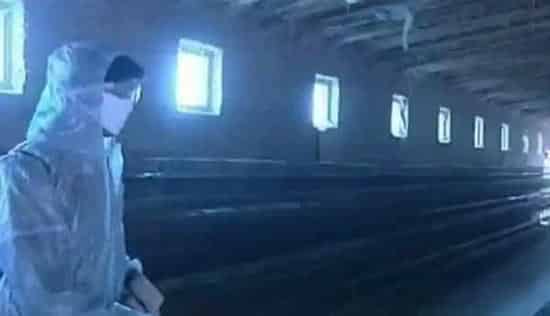 鸡舍如何彻底消毒？要注意什么 | 养殖动物技术