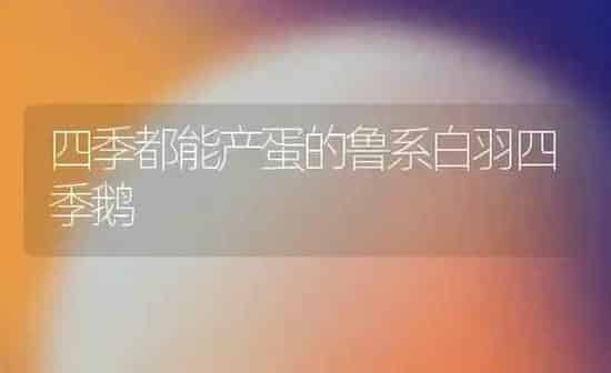 四季都能产蛋的鲁系白羽四季鹅 | 家禽养殖
