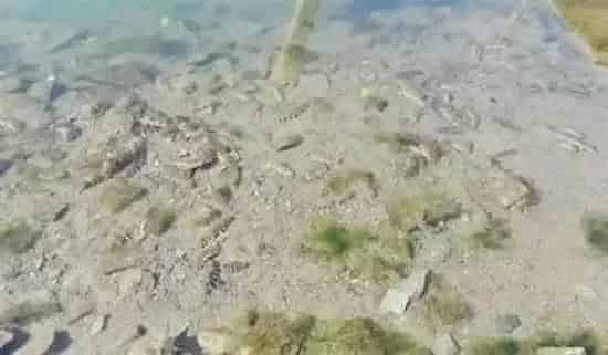 山东胶州湾浅滩海参养殖模式探索