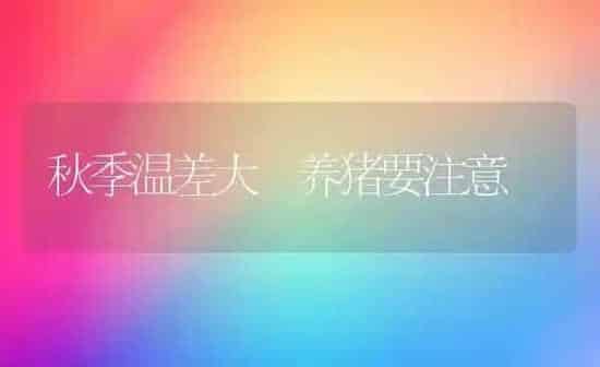 秋季温差大 养猪要注意 | 家畜养殖