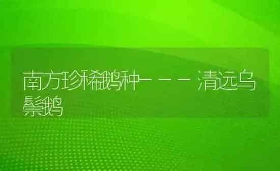 南方珍稀鹅种---清远乌鬃鹅 | 家禽养殖