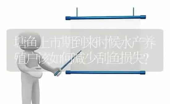 塘鱼上市期到来时候水产养殖户该如何减少刮鱼损失？ | 动物养殖百科