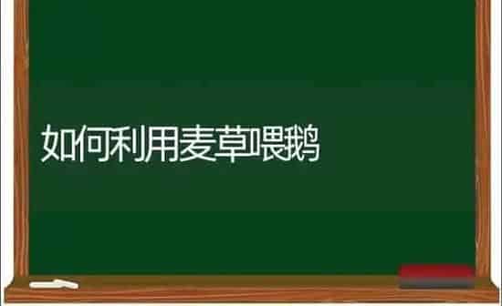 如何利用麦草喂鹅 | 家禽养殖